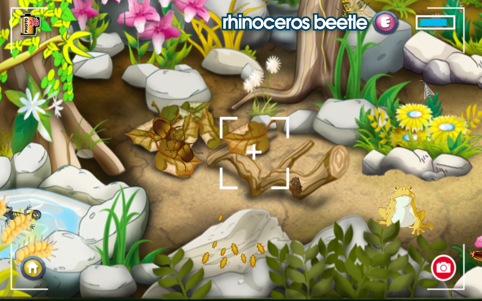 Test的rhinoceros beetle提示與取景框